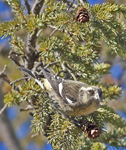 White winged Crossbill 5535